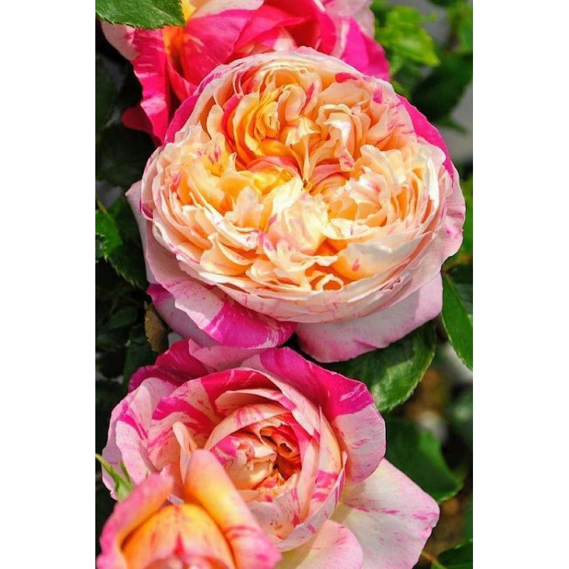 MAWAR IMPORT JULIE ANDREW