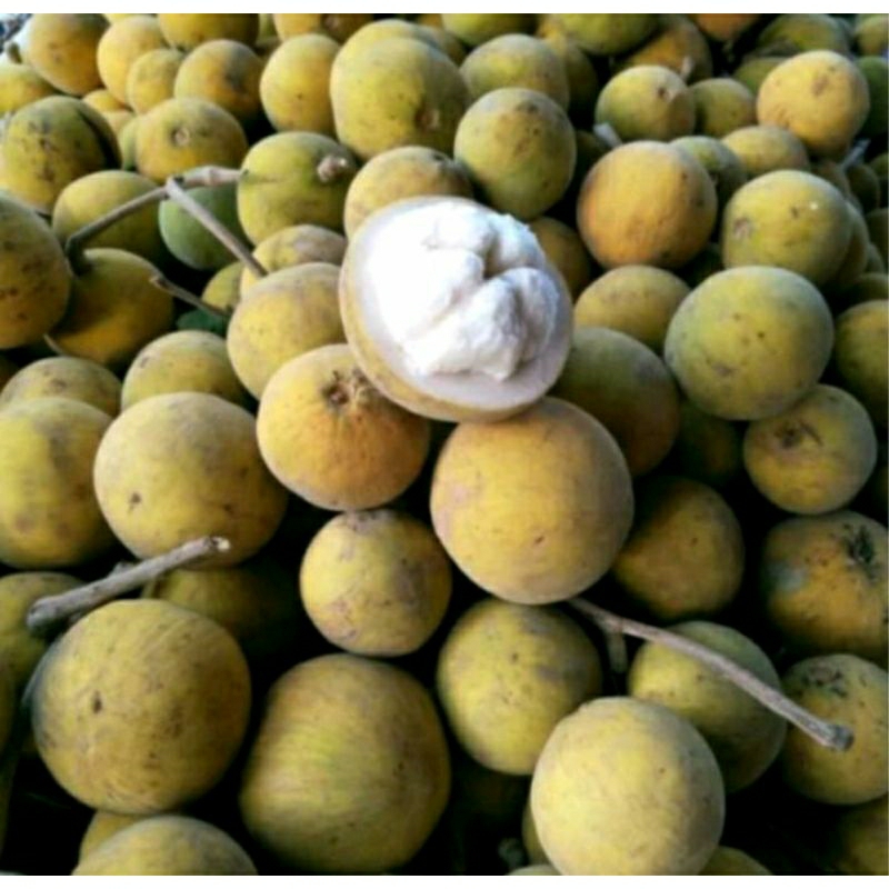 

Buah Kecapi / Buah sentul Seger 1Kg