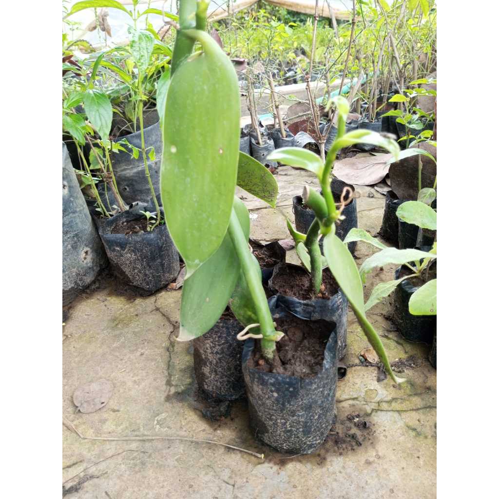 BIBIT VANILI SUPER ORIGINAL