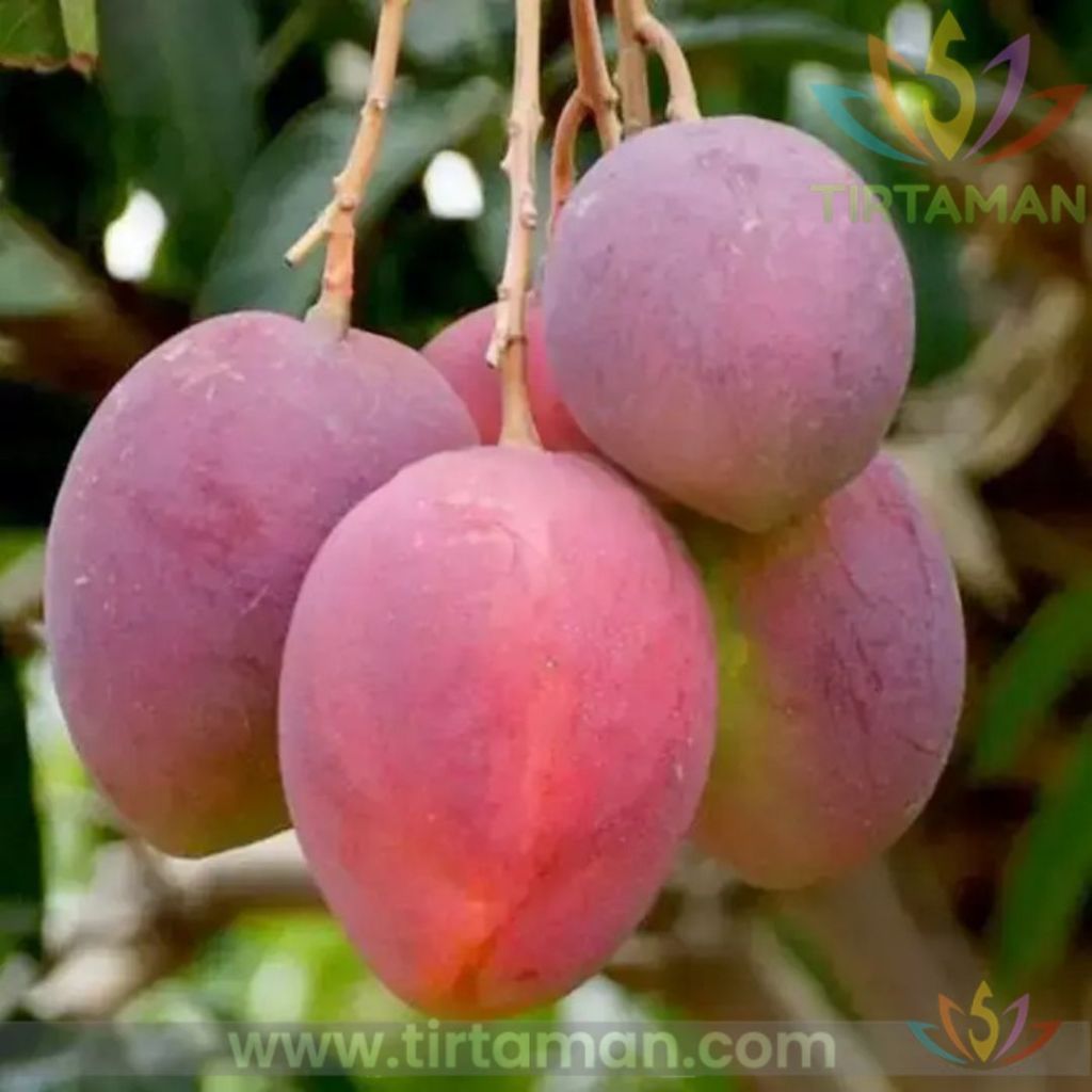 Bibit Tanaman Pohon Buah Mangga Irwin Impor Okulasi Cangkok Import
