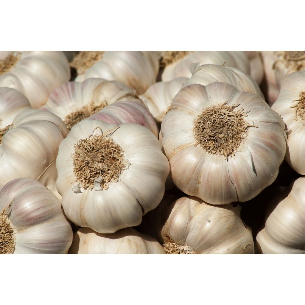 

Bawang Putih Fresh +-300Gr ( Kirim Instan )