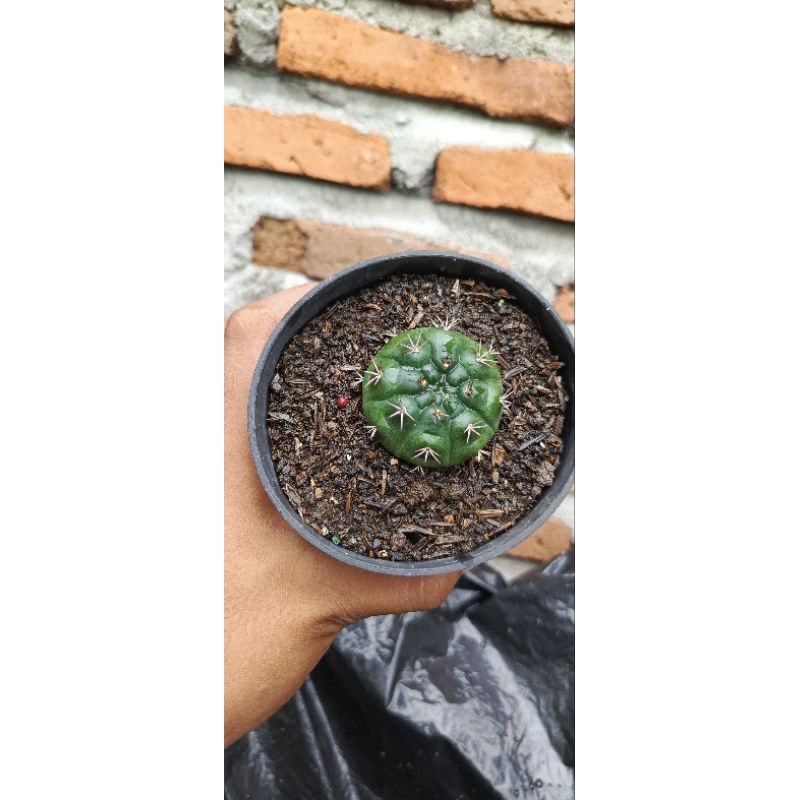 kaktus Gymno damsi purple / kaktus tomat ungu