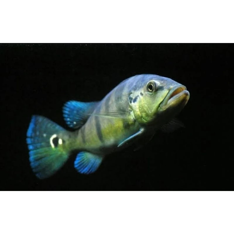 hiasan aquarium pbass azul - aquarium