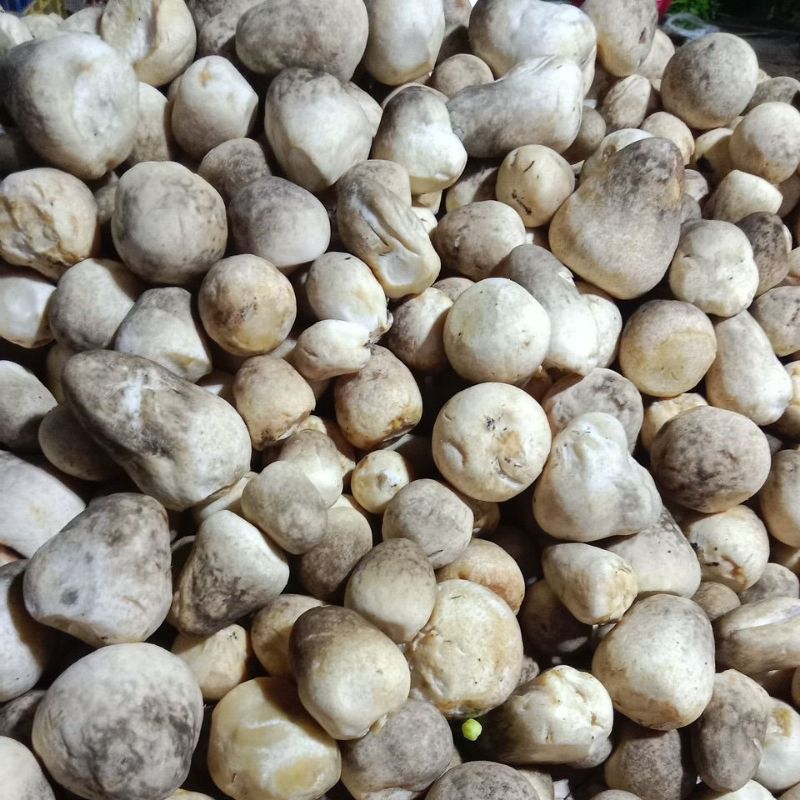

Jamur merang/bulet 200 gram
