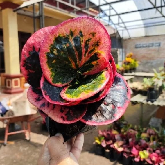 PURING BLACK ROSE ( Tanaman sehat siap kirim)