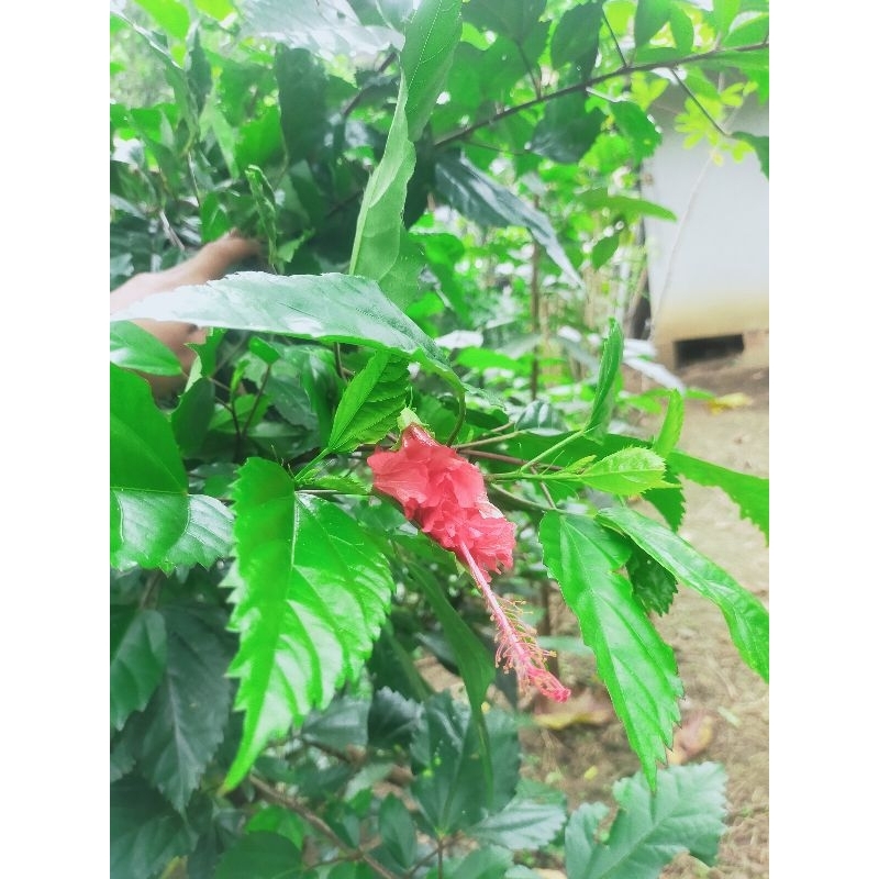 

daun kembang sepatu segar 500 gram