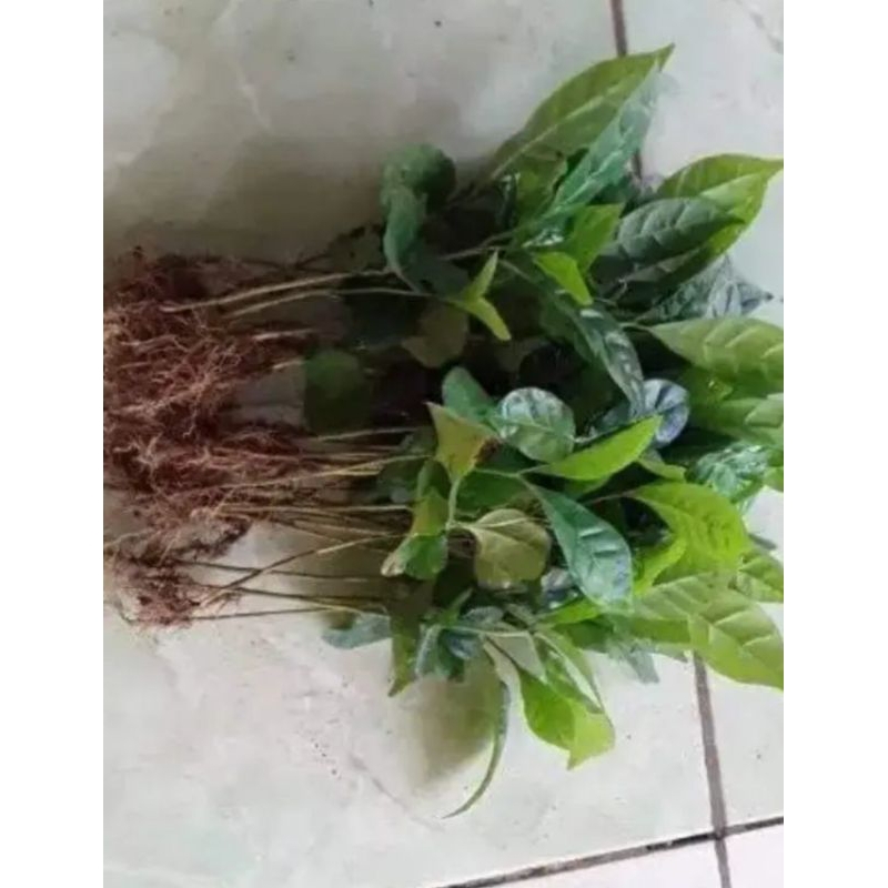 

bibit kopi jabutan super harga murah 65,000 50 pohon