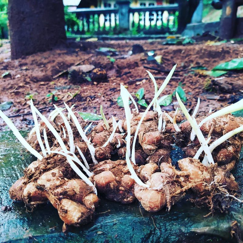 BIBIT KENCUR TUNAS RIMPANG BIBIT KENCUR BESAR
