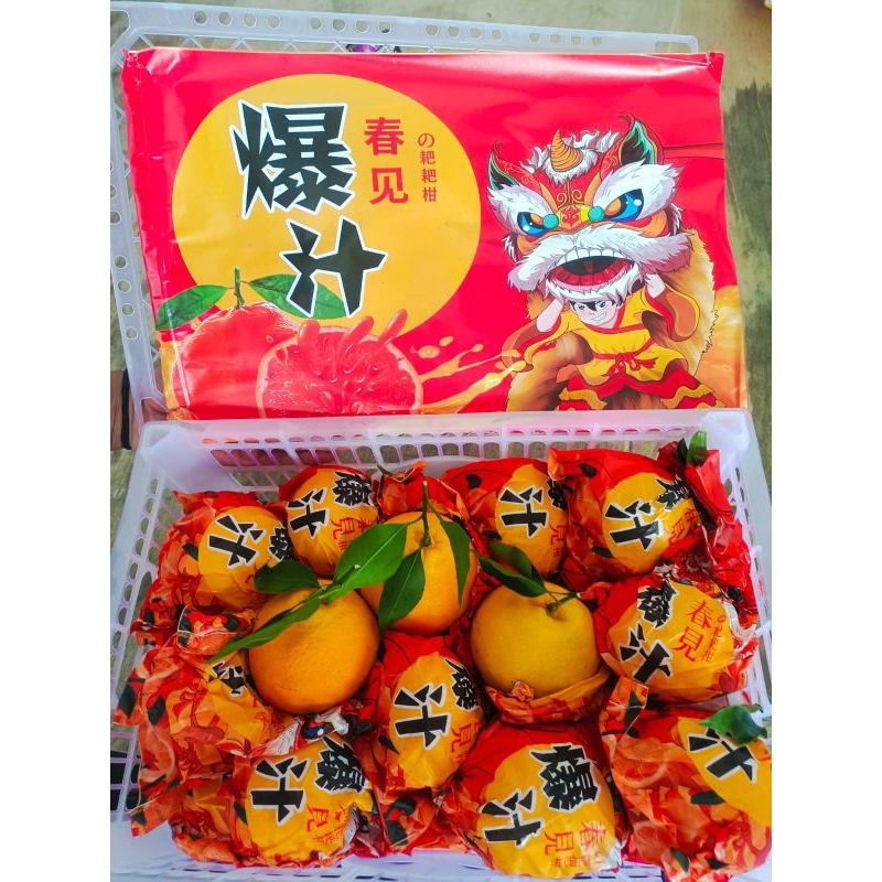 

Jeruk Papagan Dragon KTA size XL /KG