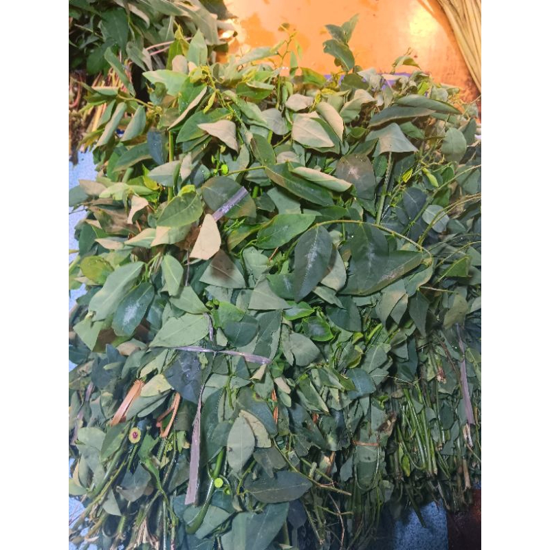 

daun katuk segar 500gr