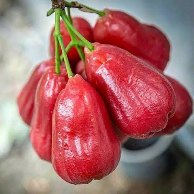 Raflezia Jambu Air Booster 100 Cc / Pupuk Booster Jambu Air / Pupuk Pelebat Buah Jambu Air / Pupuk