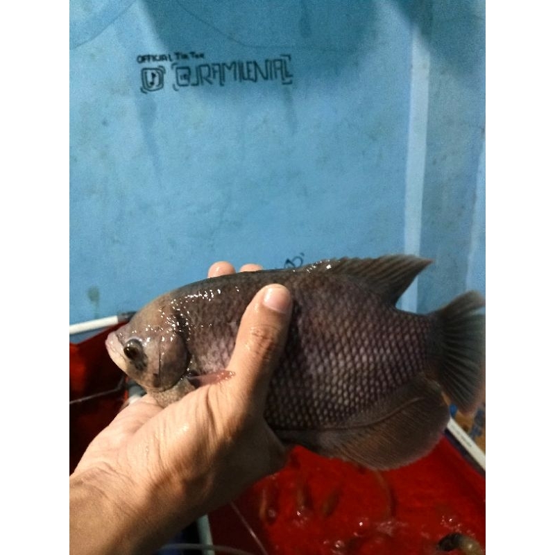 

Ikan gurame segar 1kg isi 3