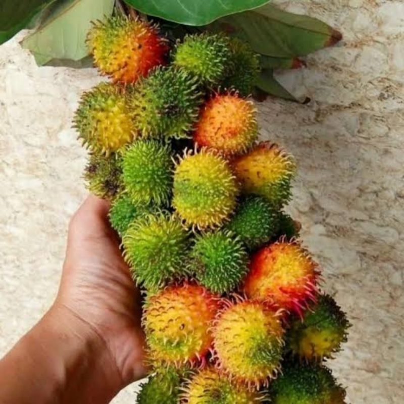 Bibit rambutan rapiah okulasi