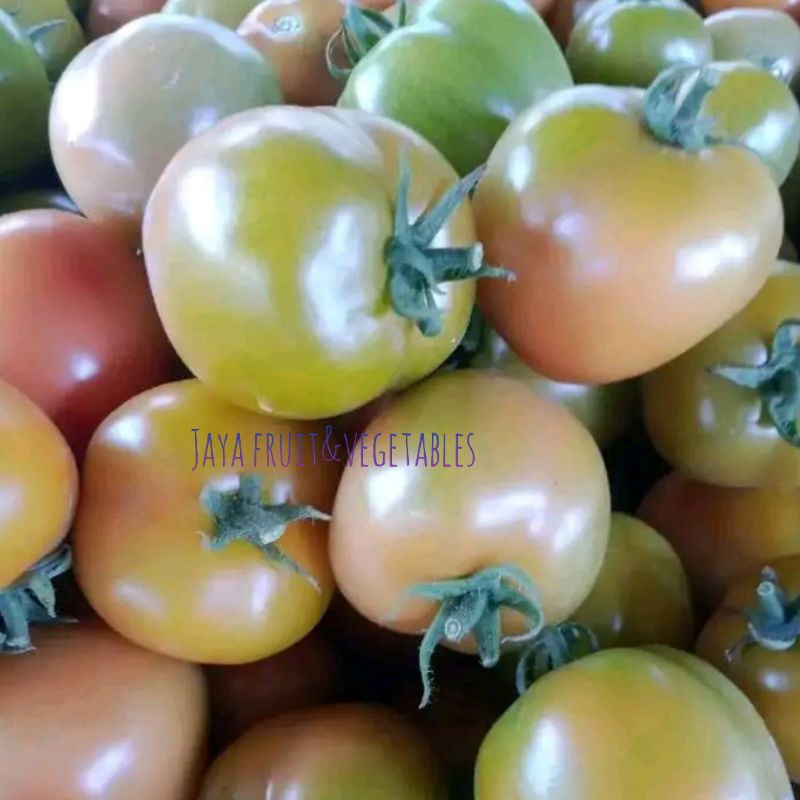 

TOMAT FRESH 1KG KUALITAS SUPER