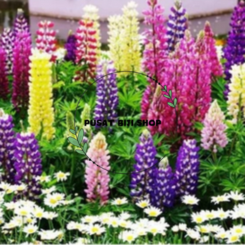 Benih Bunga Lupine Siap Semai Hiasan Taman Biji Bibit Kembang Hias Isi 20 PCS