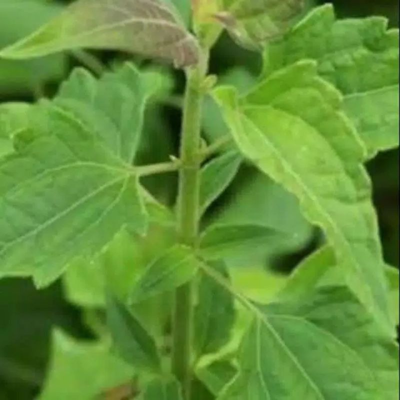 

Daun balacida / daun kirinyuh 25 lembar