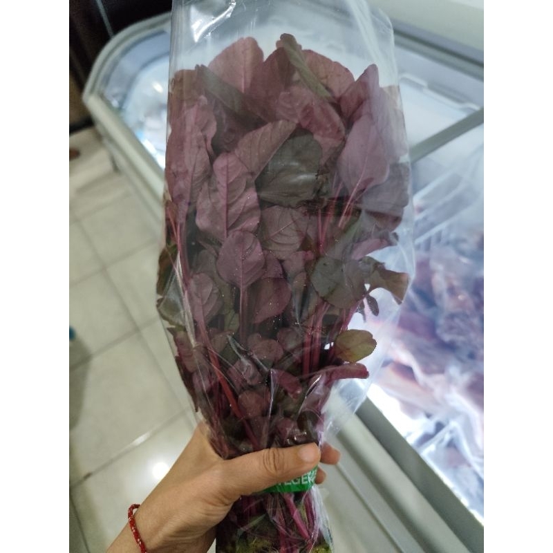 

Bayam merah hidroponik