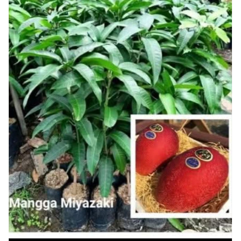 Bibit mangga miyazaki