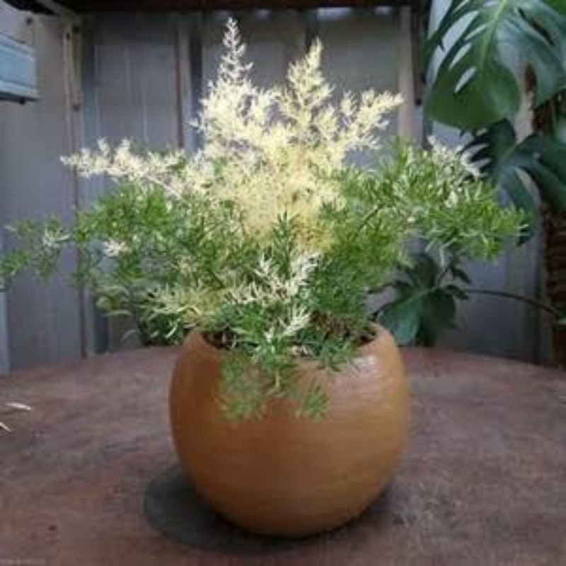 Tanaman Hias Krisdoren Varigata - Cemara Krisdoren - Asparagus Krisdoren Varigata