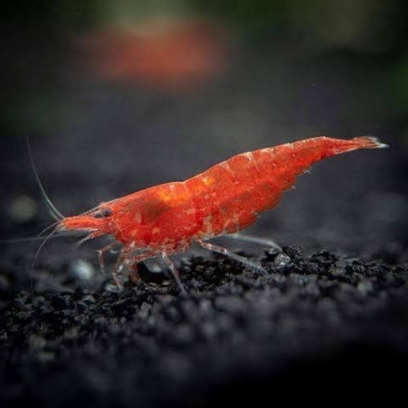 hiasan aquarium udang hias red Cherry