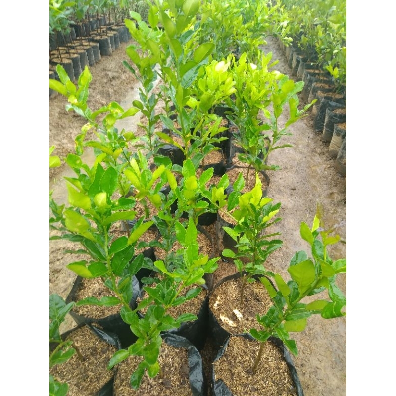 bibit jeruk purut rimbun