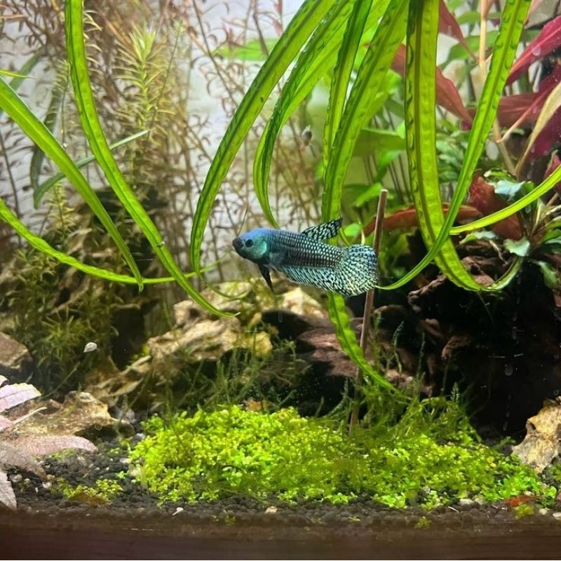 10 pcs koleksi Mini cupang Cantik Akuarium Ikan Hias Cupang +/ gapi