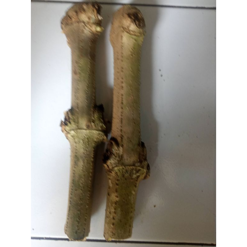 Bibit stek trichantera gigantea jumbo