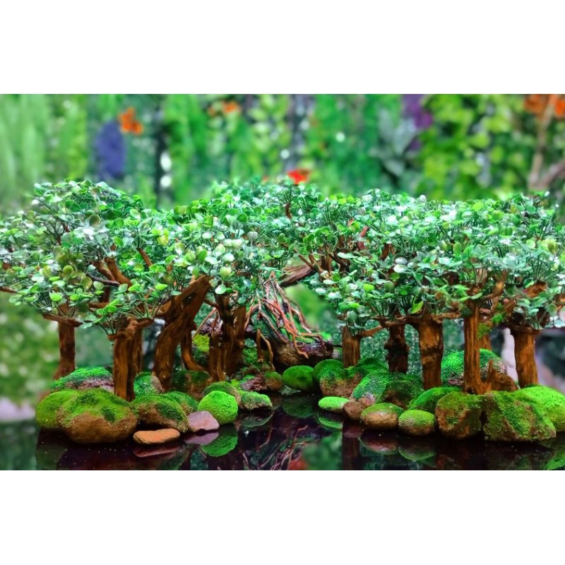 Bonsai Aquascape Paludarium Terrarium