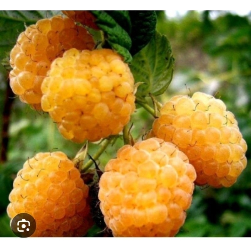 Raspberry import (Original Raspberry Eropa) yellow raspberry