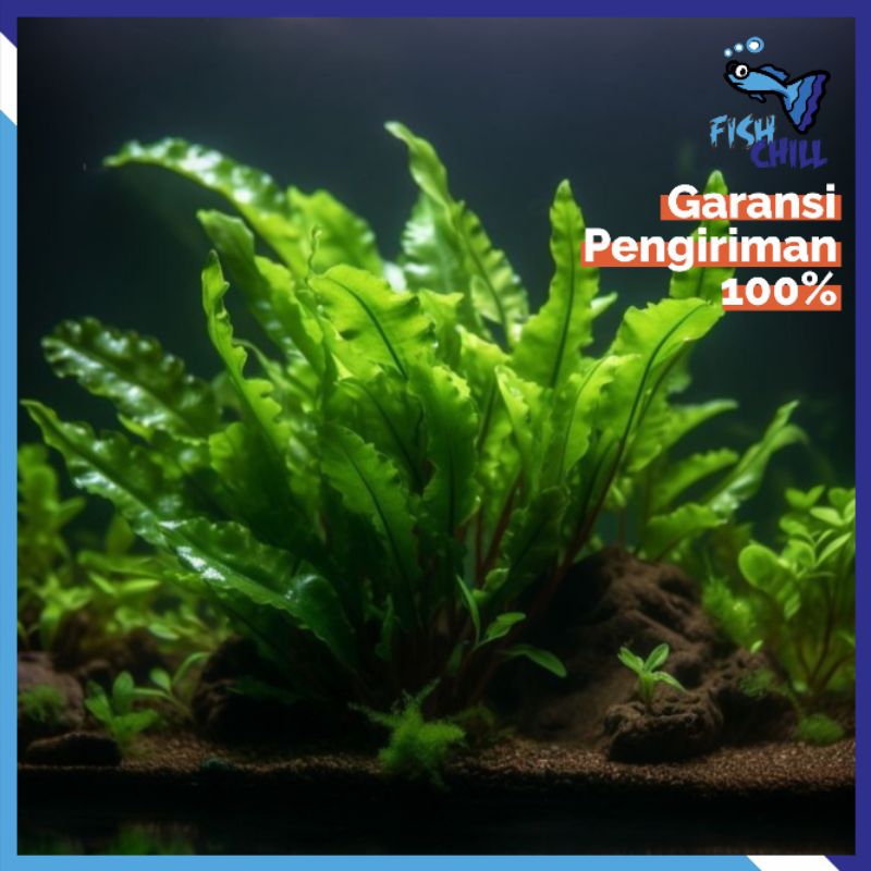 KADAKA / JAVA VERN MINI TUMBUHAN AQUASCAPE || Fern Aquarium Kolam Tanaman Ganggang Asli Darat Air Ba