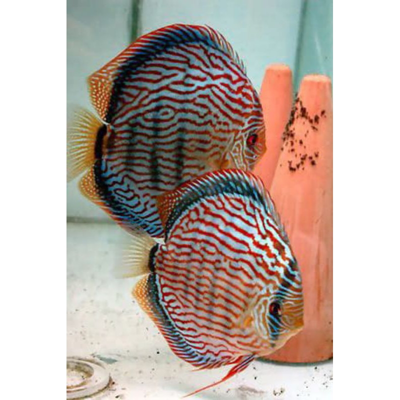 Discus Turquoise //ikan hias aquarium