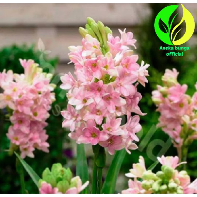 Pohon sedap malam bunga pink / tanaman bunga sedap malam bunga pink