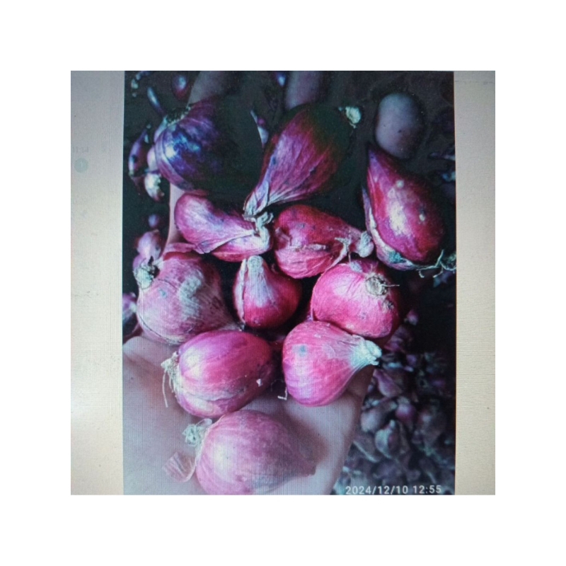 

BAWANG MERAH BREBES