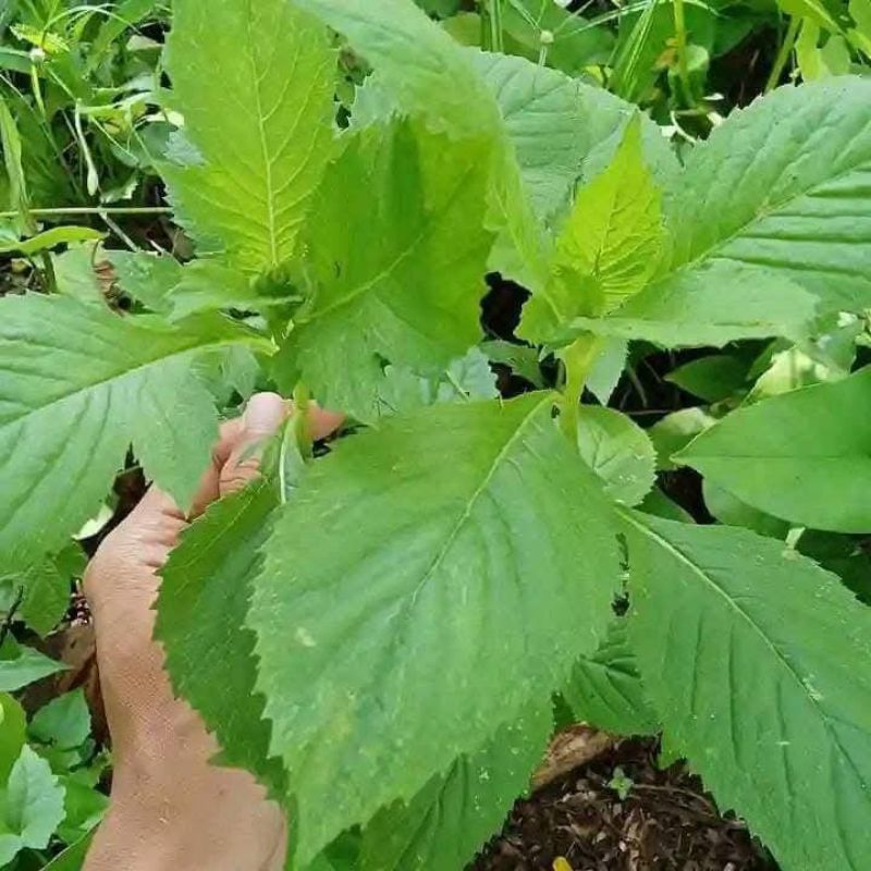 

jual daun sintrong 250gr
