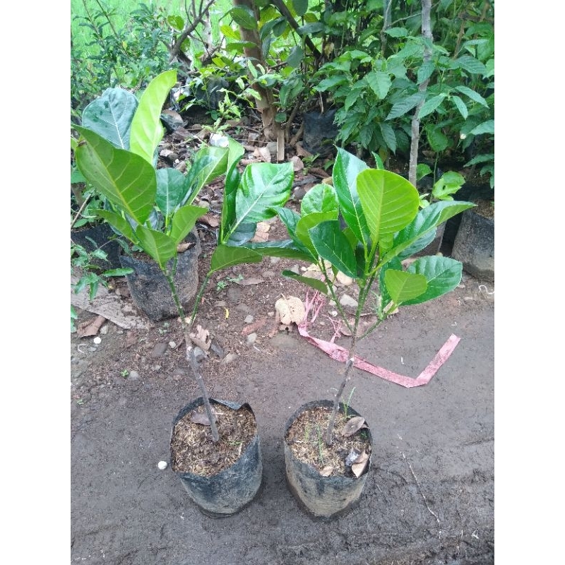 bibit nangka mini madu