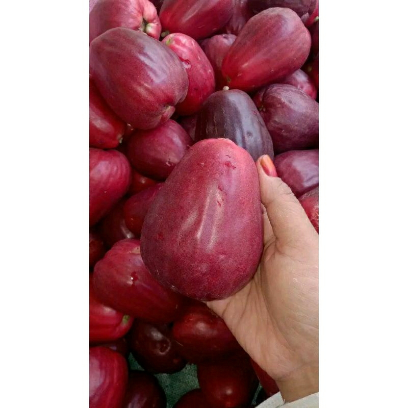 

JAMBU AIR JAMAIKA 1KG BUAH FRESH HASIL KEBUN