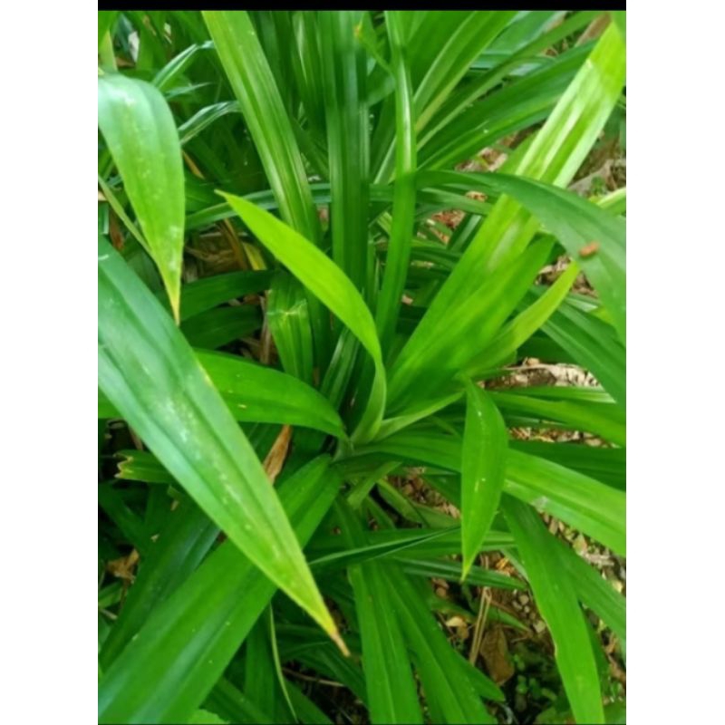 

pandan wangi 10 lembar