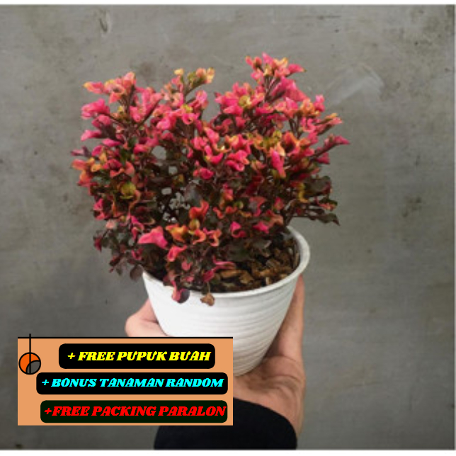 Krokot Merah Jakarta Super Cantik