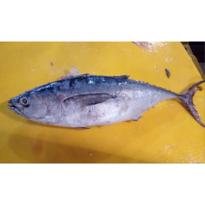 

tongkol tuna/abu abu 1kg - 1,5kg