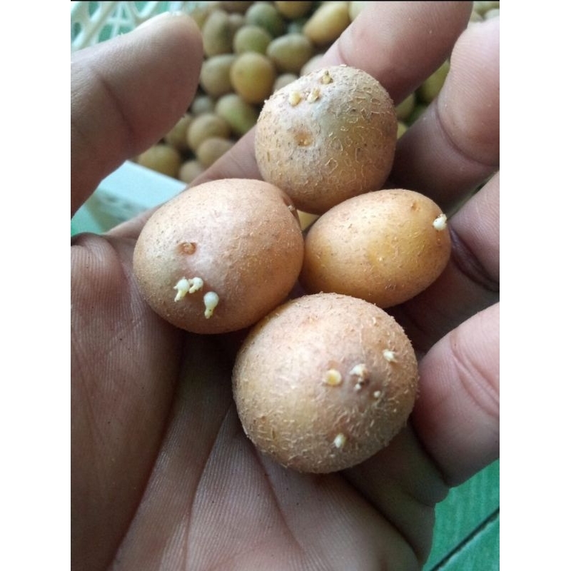 G0 Granola L dan granola bunga/kembang siap tanam size M satuan