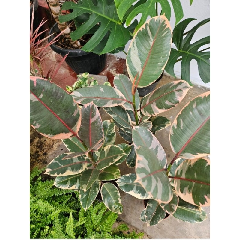 Ficus Elastica Tineke Ruby / Karet Kebo Variegata Ruby