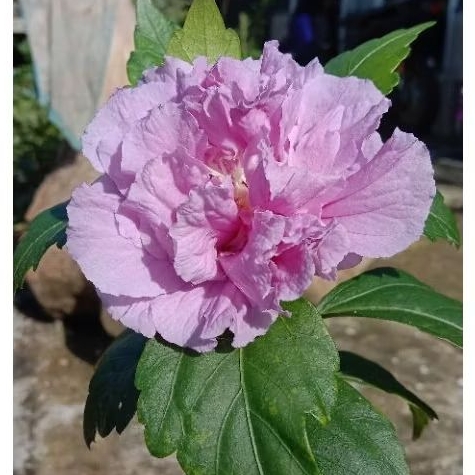 Hybiscus ungu/bunga sepatu ungu tumpuk/bunga sepatu tumpuk bunga sepatu /bunga wera