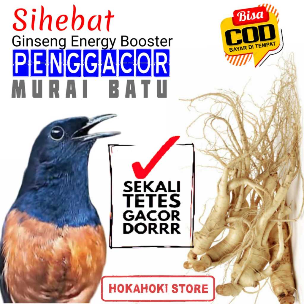 SUHEBAT PENGGACOR BURUNG MURAI BATU