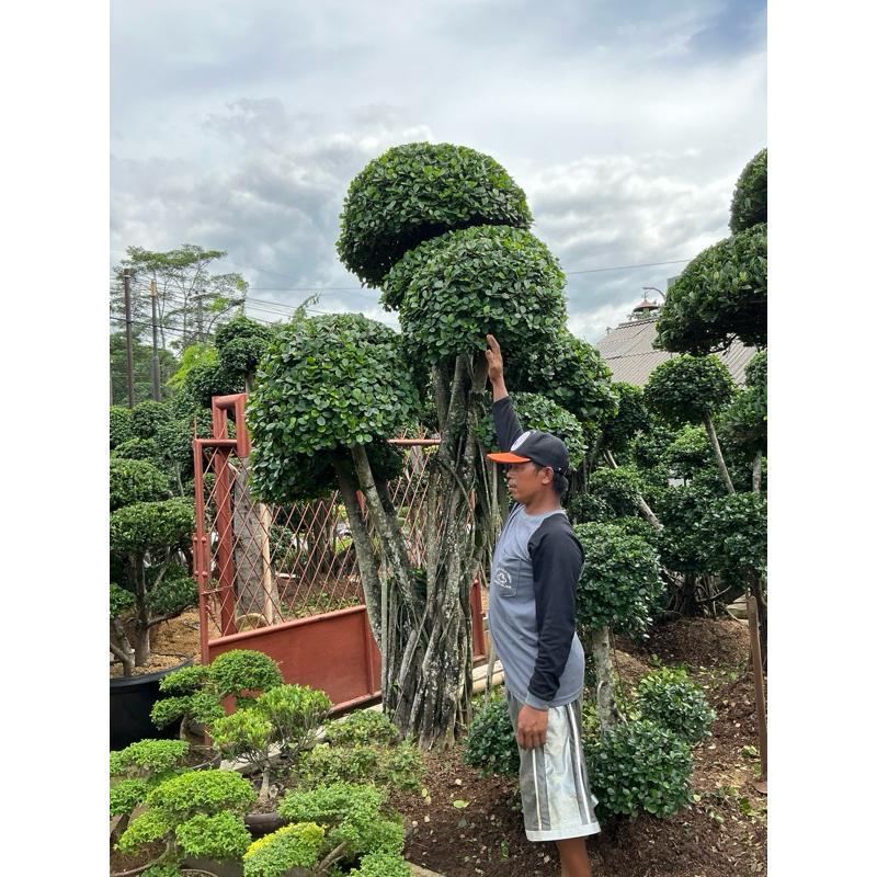 tanaman hias bonsai beringin korea besar