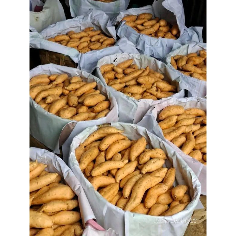 

UBI MADU 1 KG MENTAH BERSIH SPEK OVEN LUMER