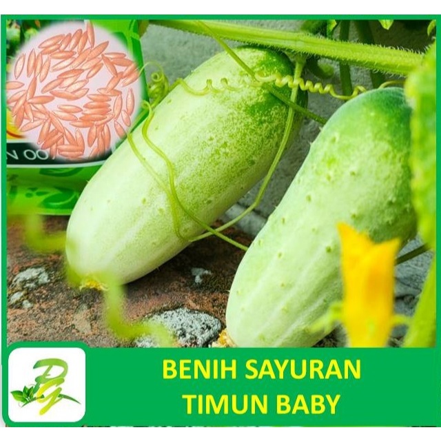 PEERINA BENIH SAYURAN - Benih Timun Baby Baby Cucumber Baby Mentimun- Isi 10 Biji