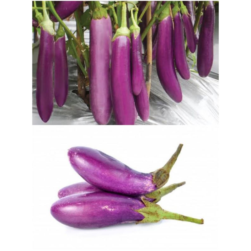 

Terong Ungu 1 Kg Fresh Baru Dipetik Untuk Sayur dan Lalapan