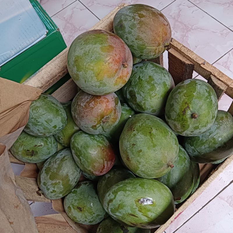

mangga brazil mentah matang perbuah