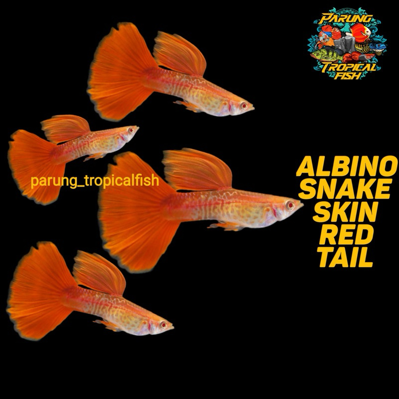 Pembersih Lantai AlbinoSnakeSkinRedTail ASSRT