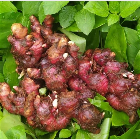 

Jahe Merah Fresh 1kg - Jahe Segar Langsung Dari Petani 1kg